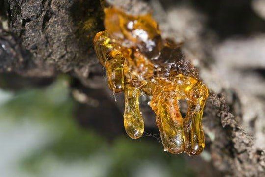 Óleo resina de Copaíba para eliminar manchas da pele!